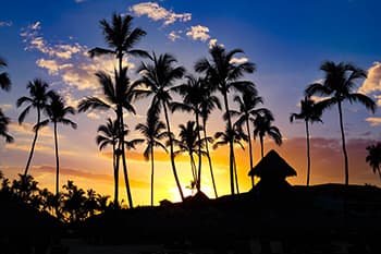 sunset with tall palm trees